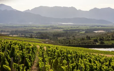 South Africa in a Glass | Fall Wine Tasting – Sept 18