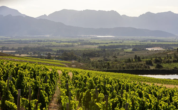 South Africa in a Glass | Fall Wine Tasting – Sept 18